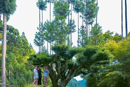 Kyoto Highlights & Hidden Gems in Nature (Guide privé Van Eng)
