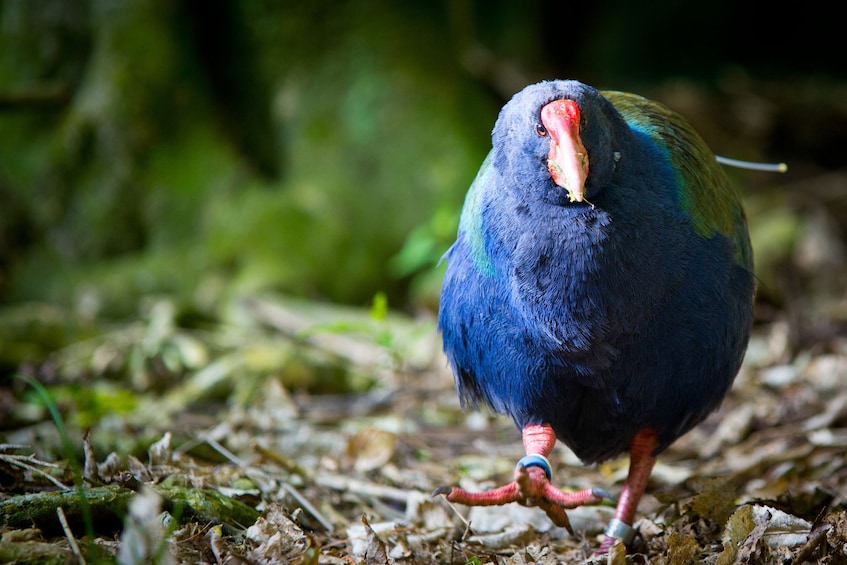 Zealandia Nature Sanctuary Daytime Walking Tour