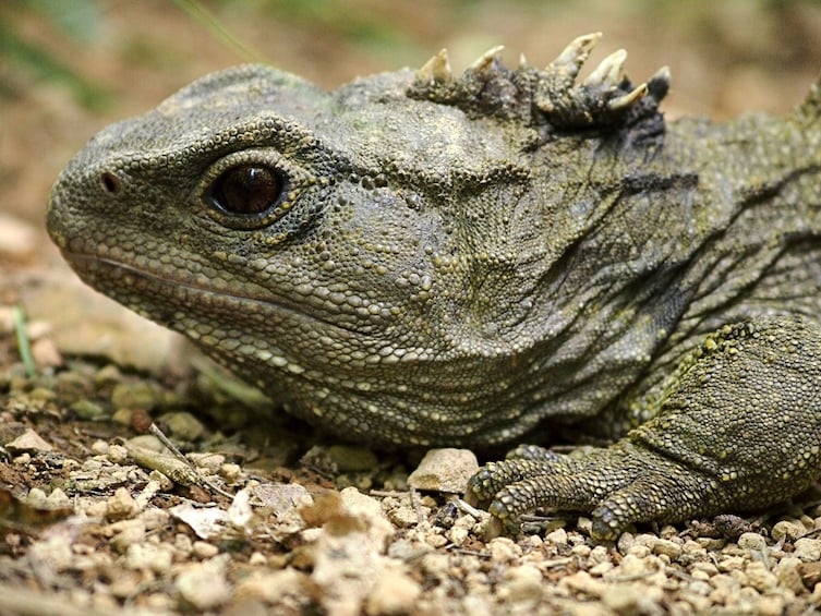 Zealandia Nature Sanctuary Daytime Walking Tour