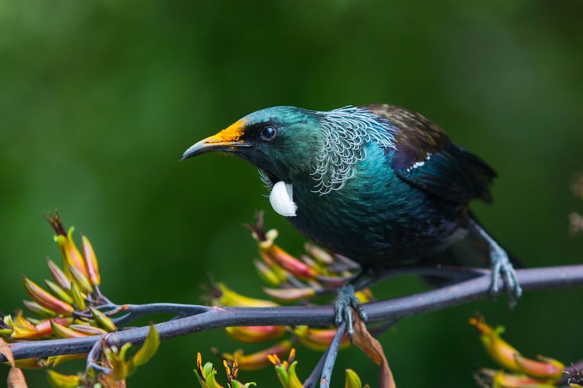 Zealandia Nature Sanctuary Daytime Walking Tour