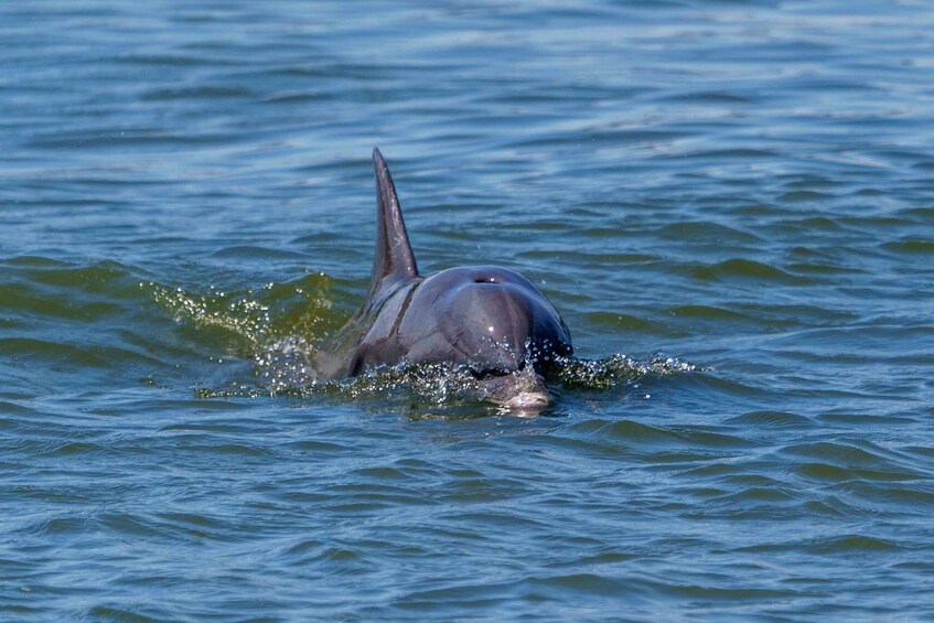 Picture 3 for Activity Savannah: Dolphin Spotting and Wildlife Eco Cruise