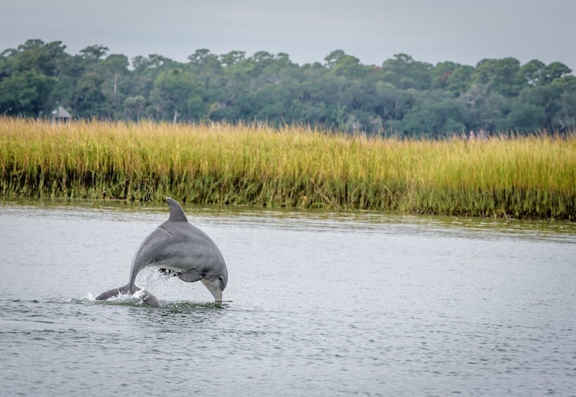 Savannah: Dolphin Spotting and Wildlife Eco Cruise