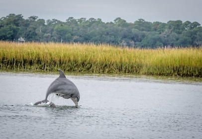 Savannah: ล่องเรือชมปลาโลมาและสัตว์ป่าเชิงอนุรักษ์