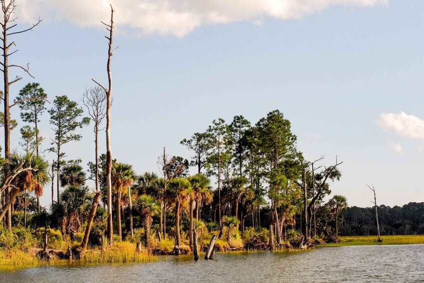 Picture 7 for Activity Savannah: Dolphin Spotting and Wildlife Eco Cruise