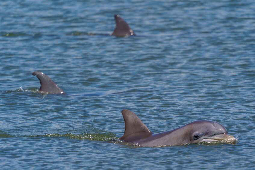 Picture 7 for Activity Savannah: Dolphin Spotting and Wildlife Eco Cruise