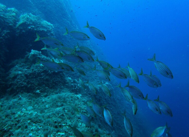 Picture 16 for Activity Porto Pollo: La Maddalena Islands Snorkeling Tour