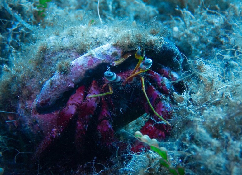 Picture 17 for Activity Porto Pollo: La Maddalena Islands Snorkeling Tour