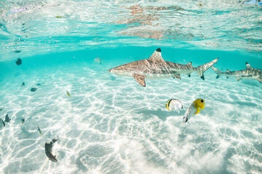 BLACKTIP SHARK SPOT