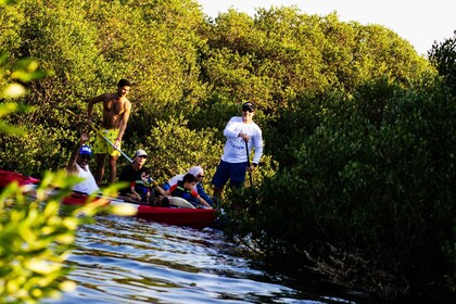 Kayak Mangrove Tour