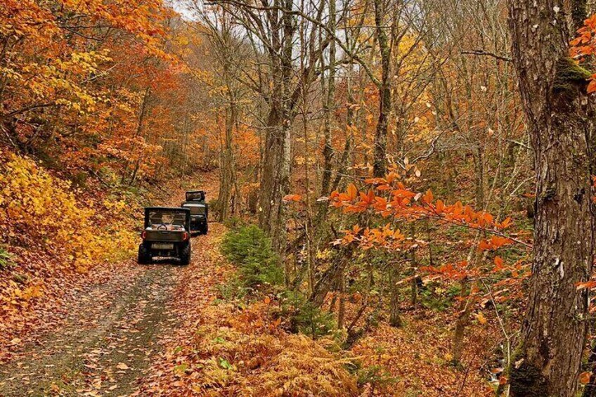 Golden leaves - Cape Breton Fall Colors