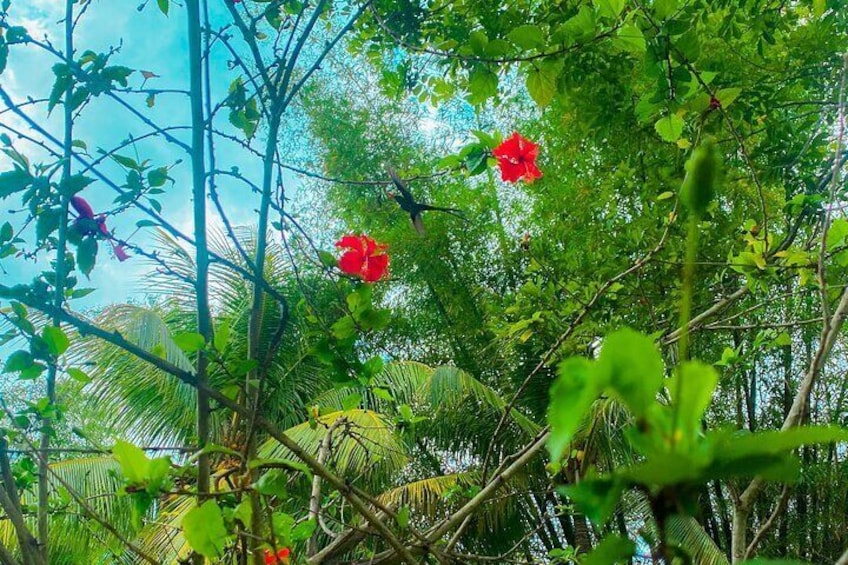 Jamaican Humming Bird