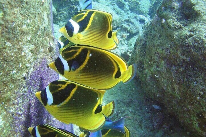 Racoon Butterfly fish