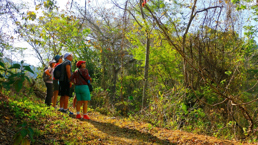 Hiking group through the woods