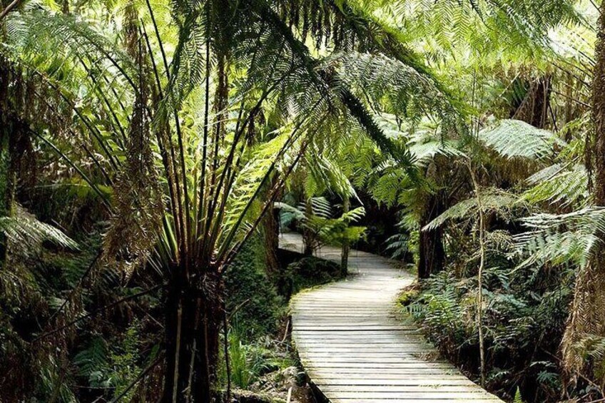 Maits Rest Rainforest trail