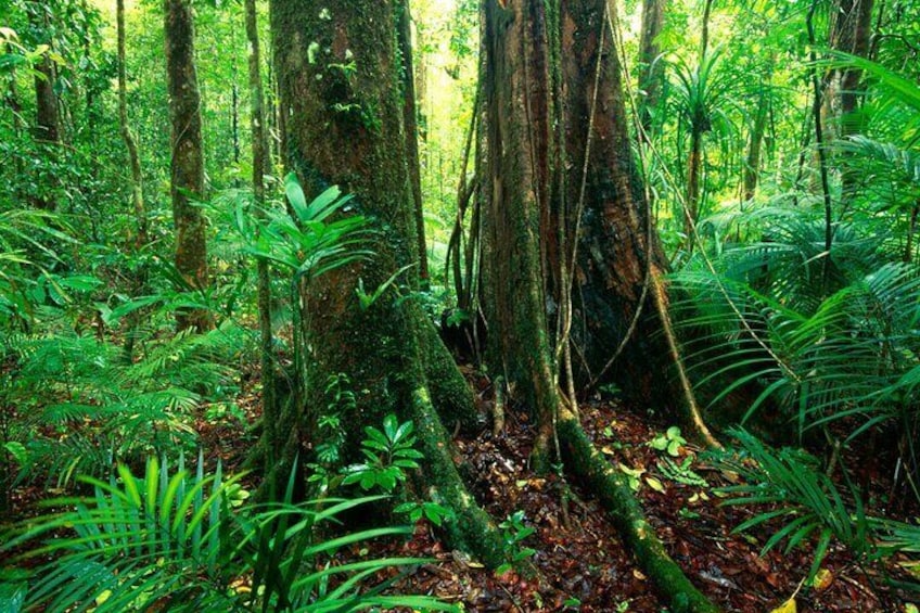 Explore the ancient Daintree Rainforest with Tony's Tropical Tours