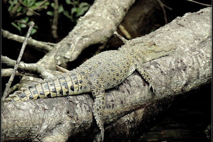 Saltwater Crocodile basking in the sun on the banks of the Daintree River