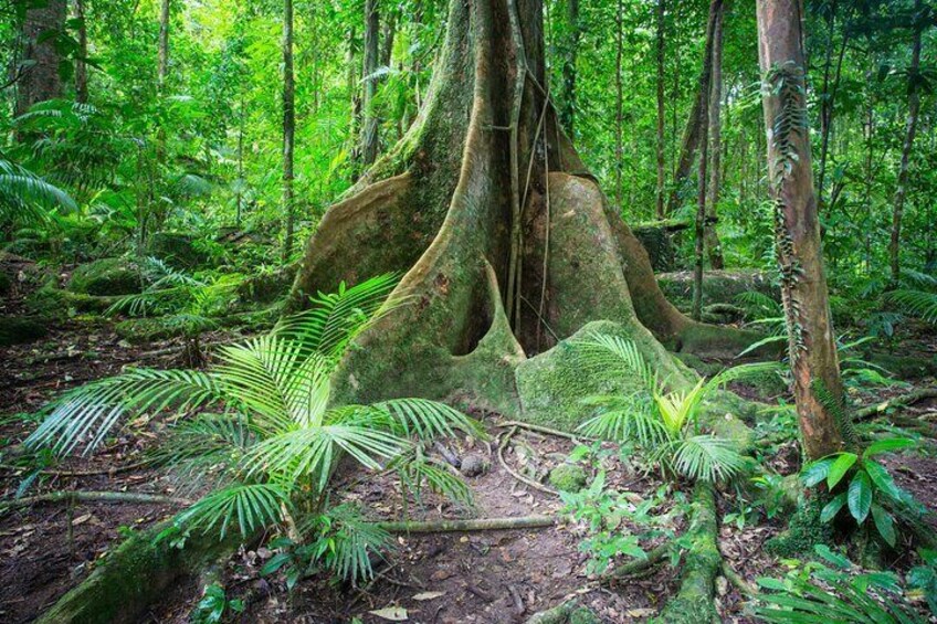 Explore the ancient Daintree Rainforest with Tony's Tropical Tours