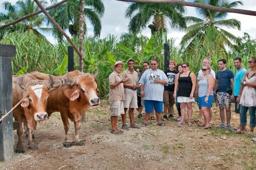 Guided Safari Tour in Punta Cana