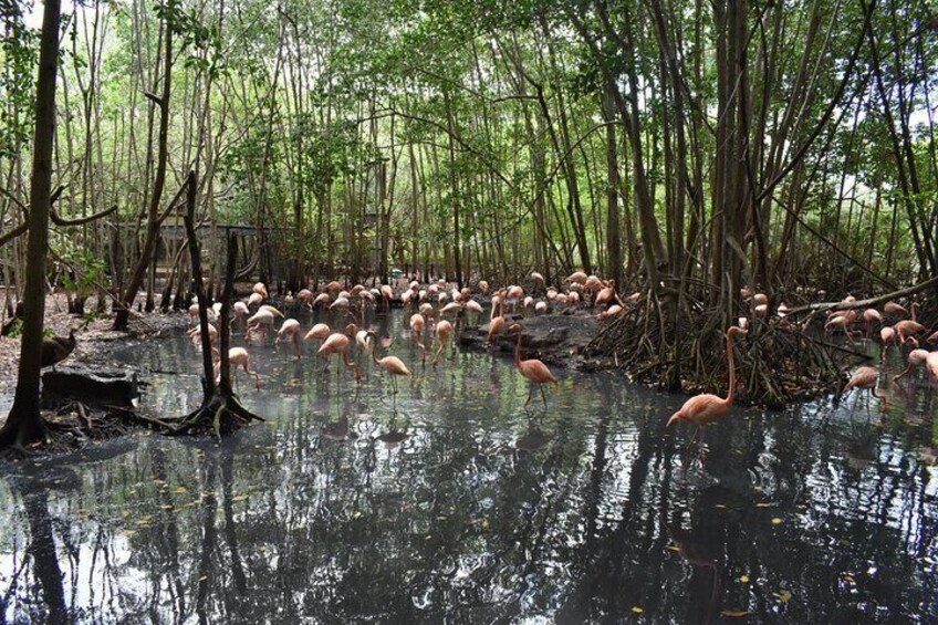 Full day tour aviary with beach in Baru with lunch