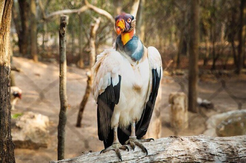 Full day tour aviary with beach in Baru with lunch