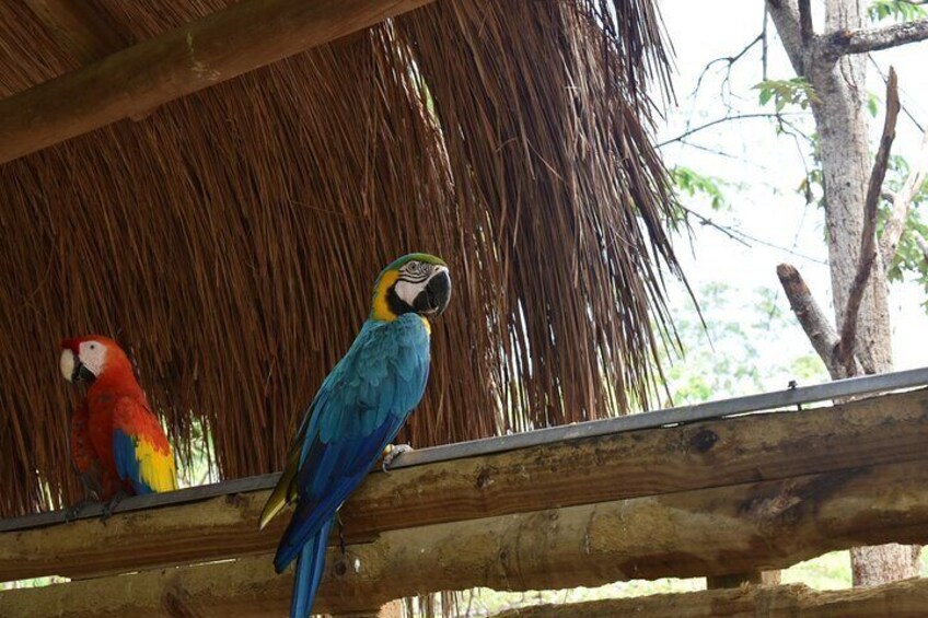 Full day tour aviary with beach in Baru with lunch