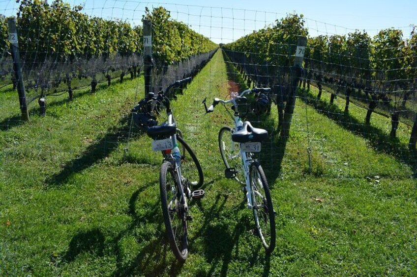 Making a Stop at Vineyard on Bike Tour