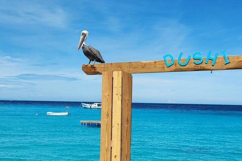 Curacao Clear Kayak Photoshoot + FREE Videoshoot,Cocktails,Shots!