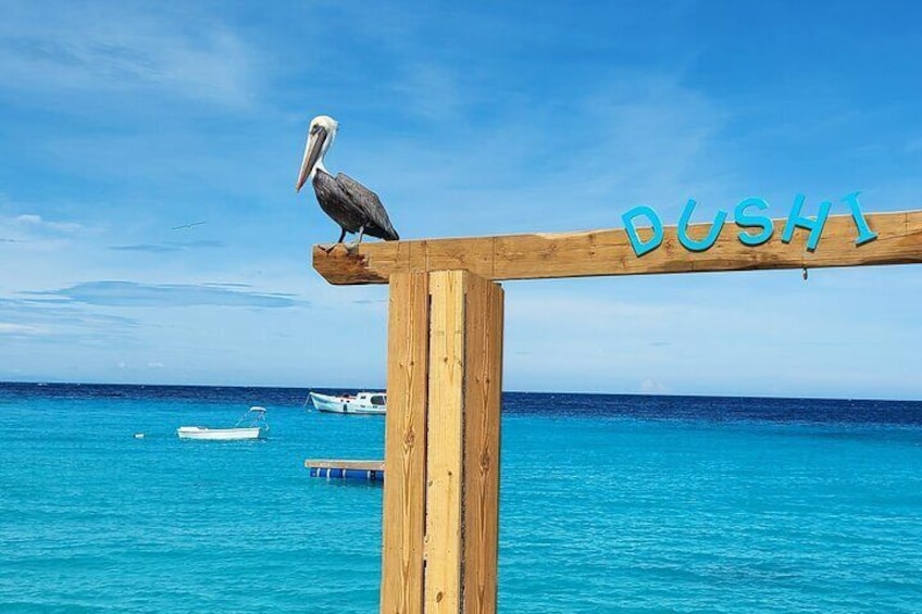 Curacao Clear Kayak Photoshoot + FREE Videoshoot,Cocktails,Shots!