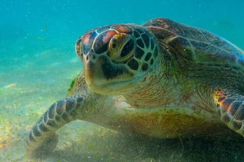 Half-Day Guided Island Hopping Tour with Snorkeling