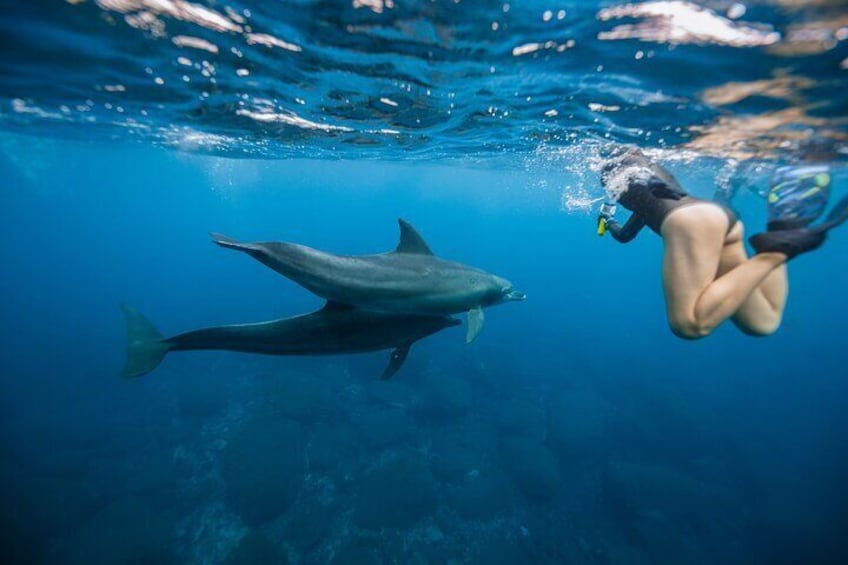 Experience a a once-in-a-lifetime chance to snorkel alongside wild dolphins in Hawaii.