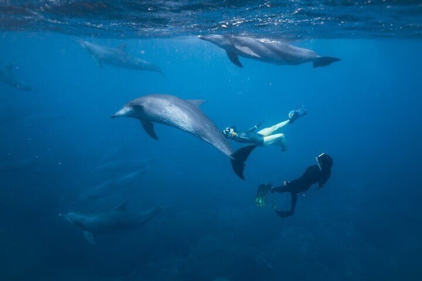 Seeing pelagic dolphins underwater is a bucket list experience you won't soon forget. 