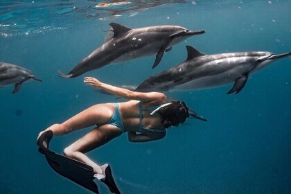 Dolphin Swimming Tour with Turtle & Reef Snorkel