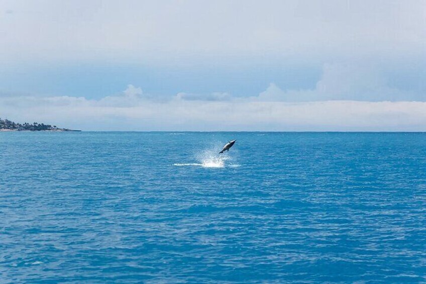 Hawaiian spinner dolphins are famous for their acrobatic spinning jumps!