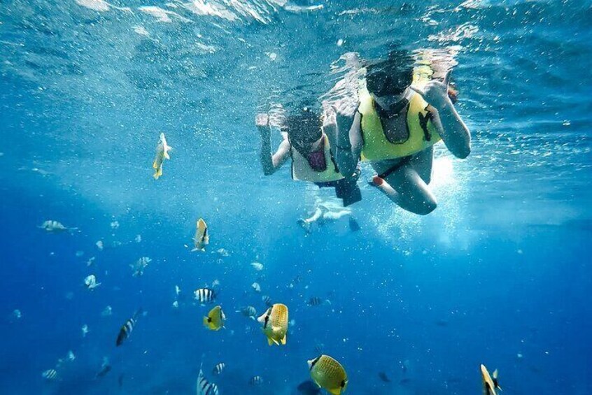 Snorkel above a reef teeming with life.