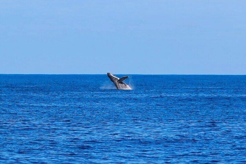 In the winter months (roughly November through May), you may see humpback whales, as well!