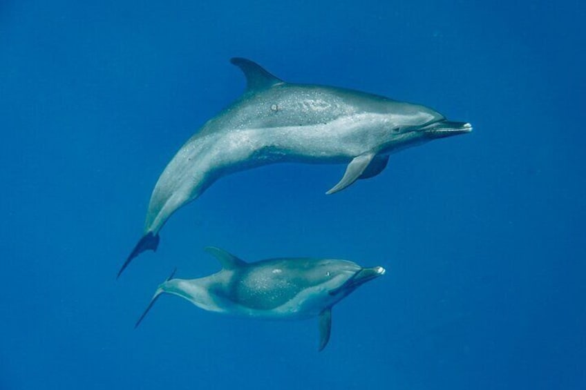 Our most common sightings are Bottlenose and Spotted dolphins!