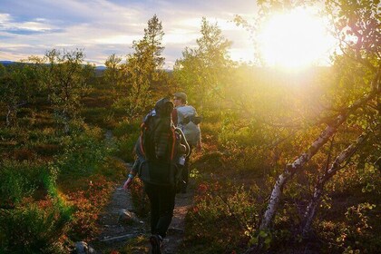 4 Day Northern Lapland Nature Trip