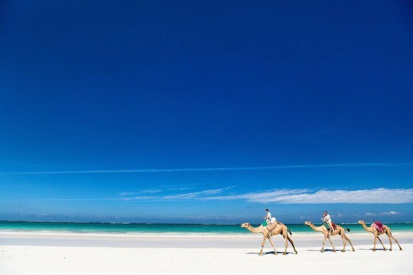 Djerba Camel Lagoon Ride