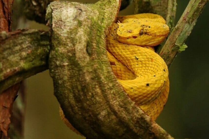 Spectacular eyelash pit viper that we can find in the National park.