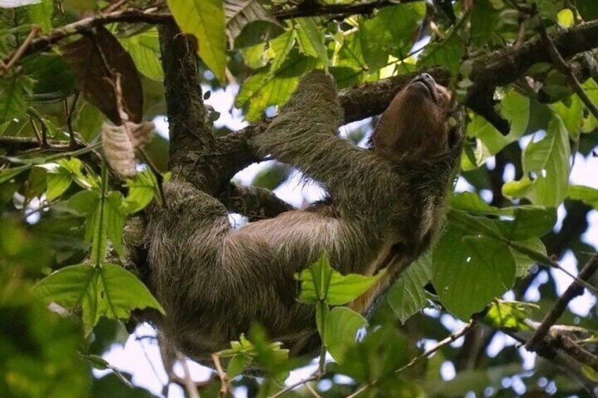 Beatiful sloth.