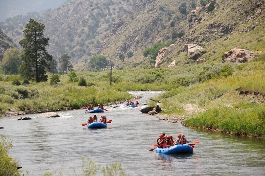 Lush banks of willows line the rivers edge in Bighorn Sheep Canyon.