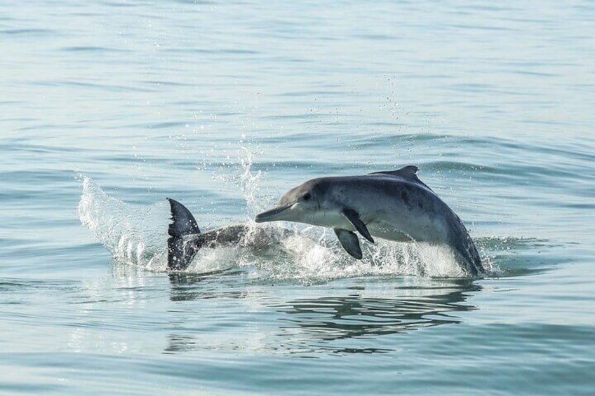 Private Tour: Whale Watching Shared Boat Trip from Cape Town