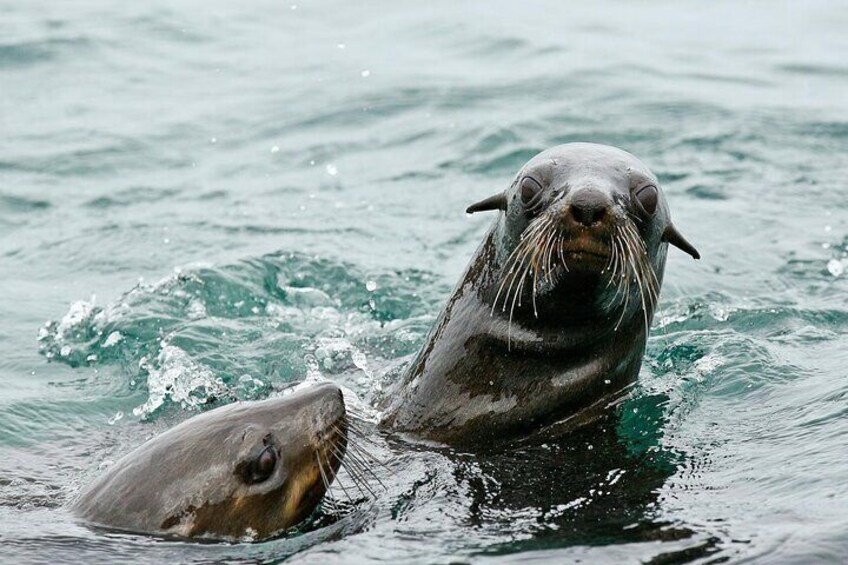 Private Tour: Whale Watching Shared Boat Trip from Cape Town