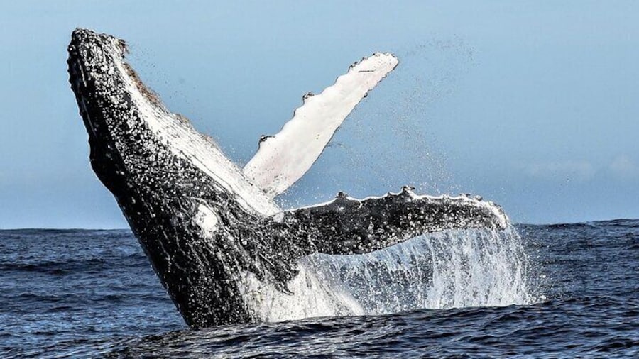 Private Tour: Whale Watching Shared Boat Trip from Cape Town