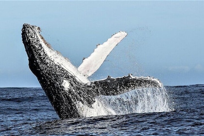Private Tour: Whale Watching Shared Boat Trip from Cape Town