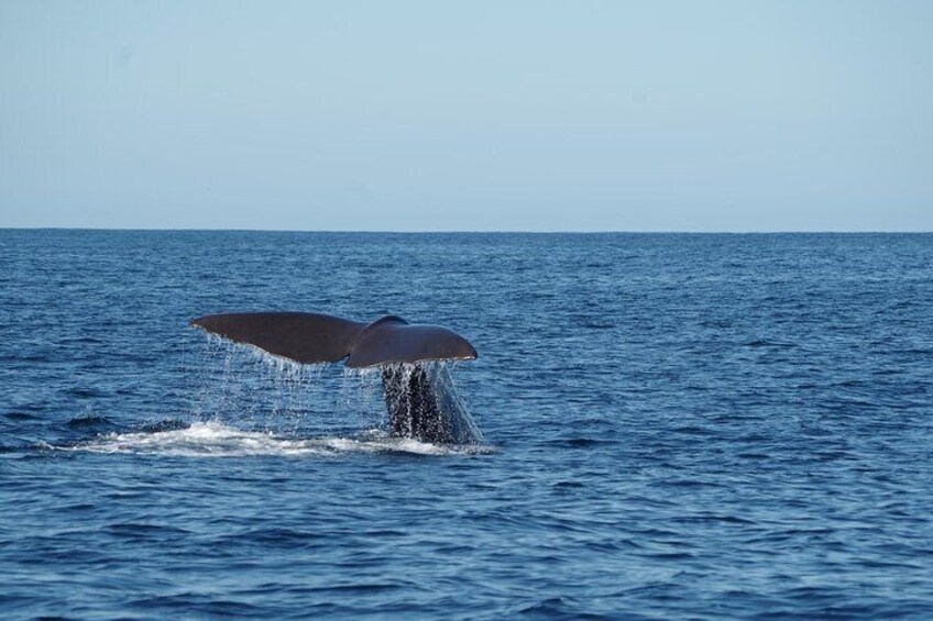 Whales, Dolphins & Snorkeling Tour in Trincomalee