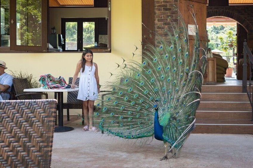 Breakfast with the peacocks.