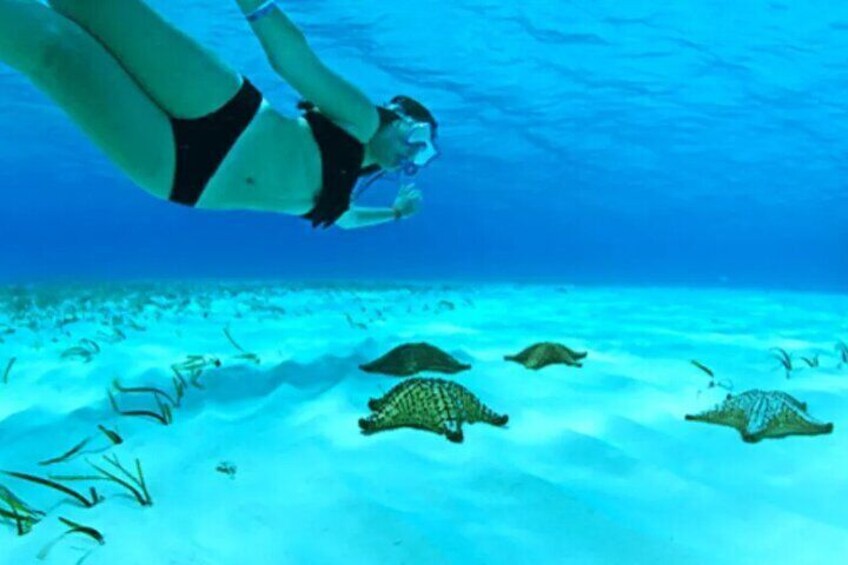 Private Tour in Cozumel El Cielo Sandbar and Reef Snorkeling
