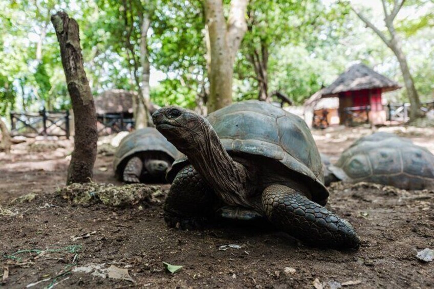 Half-Day Zanzibar: Prison Island and Jozani Forest Tour