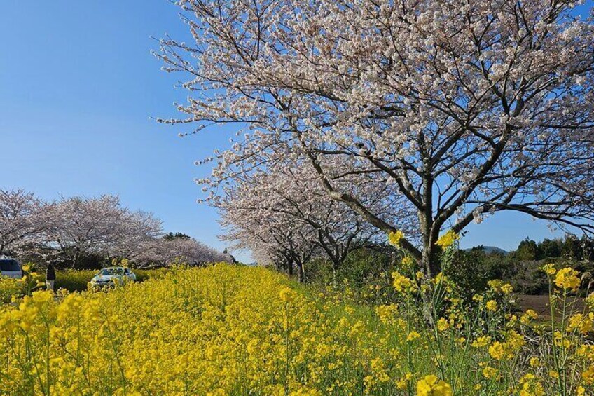 Private Tour South and West Jeju Island with Experienced Driver